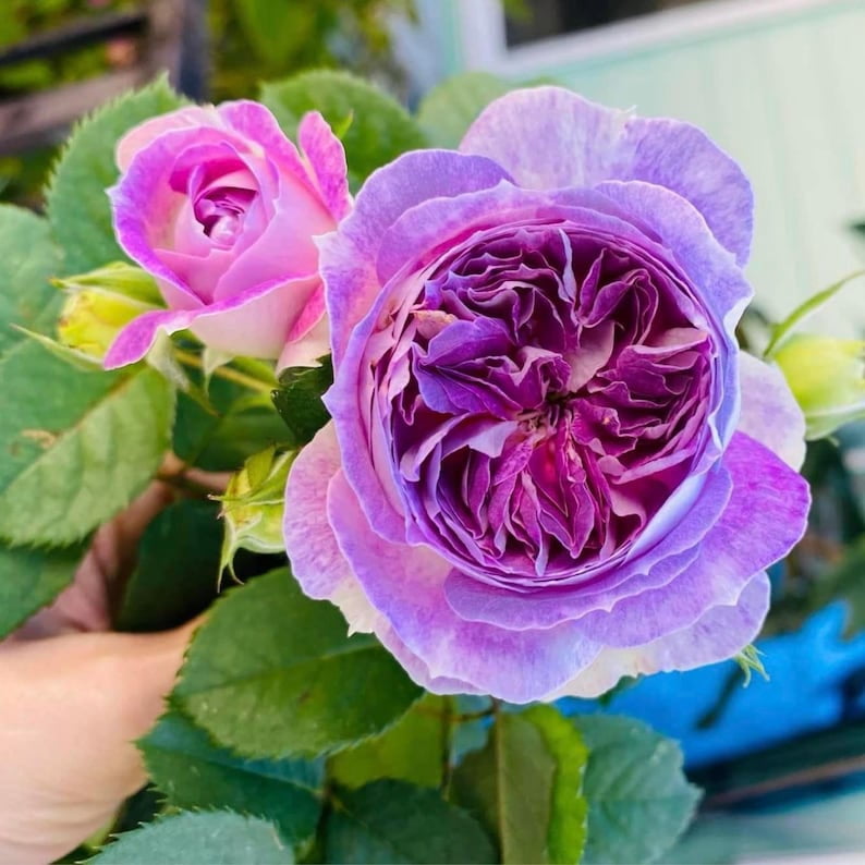 30 Blue Moonstone Rose Seeds - Perennial Flowering Non- Heirloom Roses for Spring to Fall Blooms