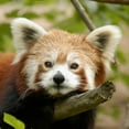 thumbnail image 2 of CafePress - Red Chinese Panda Infant Creeper - Baby Light Bodysuit, Size Newborn - 24 Months, 2 of 4