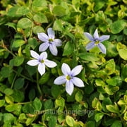 winter greenhouse isotoma fluviatillis blue star creeper for miniature garden fairy garden - Fairy Garden Accessories winter greenhouse isotoma fluviatillis blue star creeper for miniature garden fairy garden - Fairy Garden Accessories