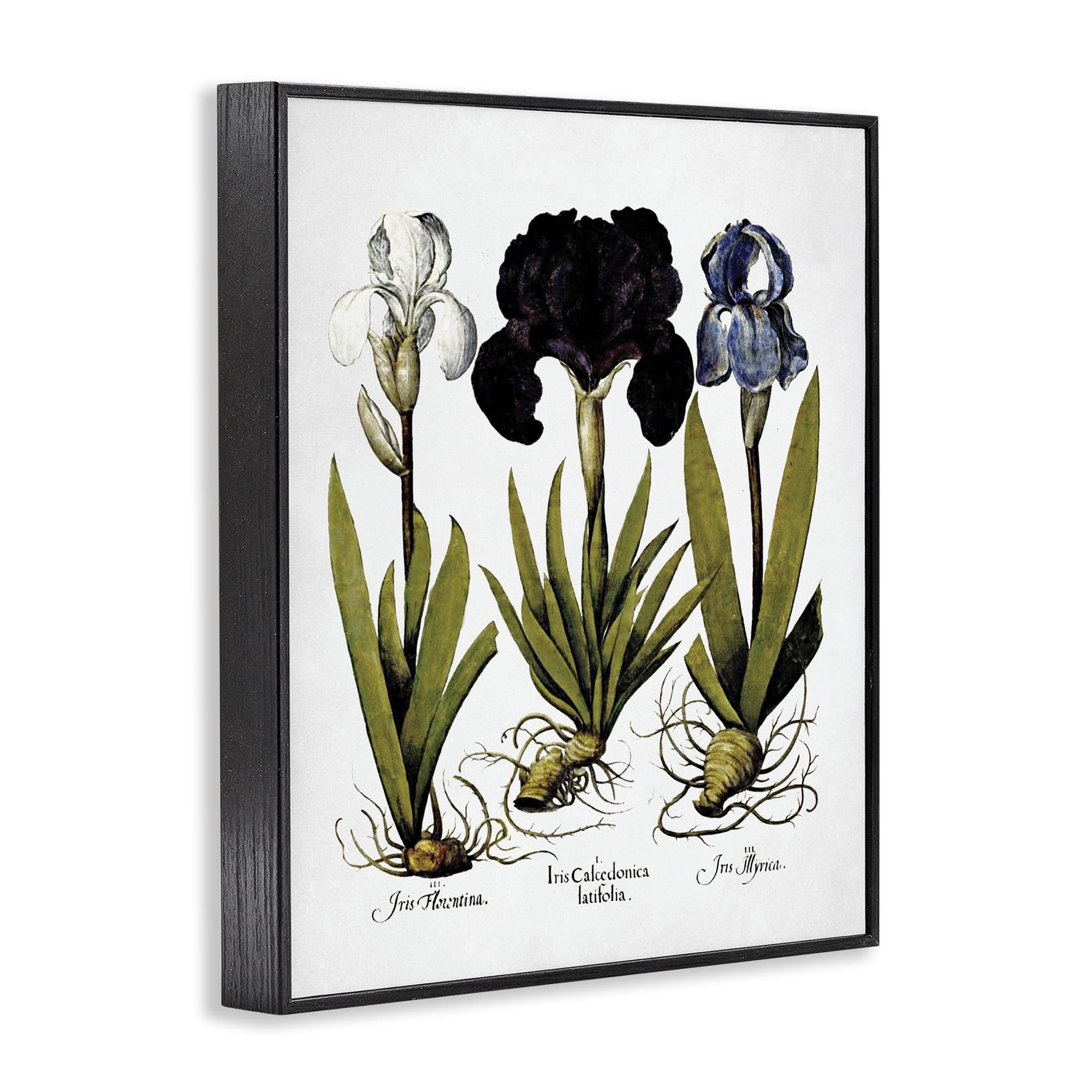 Stupell Industries Vintage Iris Flowers Botanical & Floral Painting Black Framed Art Print Wall Art, 16 x 20
