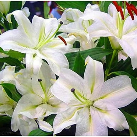 

Lily bulbs bulk lily bulbs perennial-Tiger Lily Professional Planting Garden Grow Beautify Environment