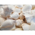 thumbnail image 2 of 4 lbs (about a Gallon) of Large White Wedding Shell Mix Seashells Beach Cottage Wedding Decor, 2 of 4