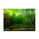 thumbnail image 2 of Etiqueta Engomada del Fondo del Acuario Perfecl Fondo Subacuático 3D Waterweeds XL, 2 of 8