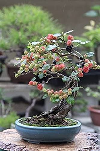 Bonsai Mulberry Tree Seeds - 25 Seeds - Morus Nigra - Grow Fruitbearing ...