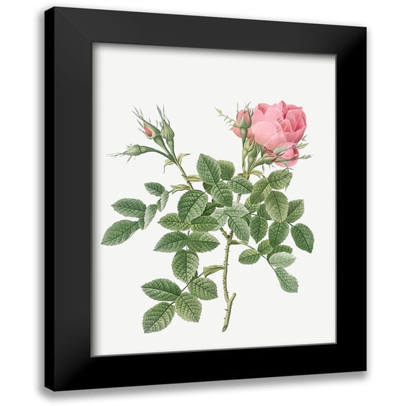 Redoute, Pierre Joseph 12x14 Black Modern Framed Museum Art Print Titled - Dwarf Four Seasons Rose, Rosa bifera pumila