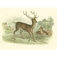 thumbnail image 2 of Lizars, W.H. 24x19 Gold Ornate Wood Framed with Double Matting Museum Art Print Titled - Petite Red Deer, 2 of 4