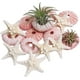 thumbnail image 1 of Sinkoo Set de Estrellas de Mar y Erizos de Mar para Manualidades, 12 Pzas de Conchas Marinas Naturales para Decorar, Conchas de Erizos de Mar de 1.3-1.9 Pulgadas para Plantas Aerostáticas, 1 of 1