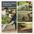 thumbnail image 4 of Homestead 42'' Live Animal Trap, Steel Cage for Humane Catch & Release, Quick Set Trigger, 4 of 9