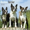 Boston Terrier Calendar 2018 - Dog Breed Calendar - Wall Calendar 2017-2018