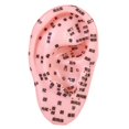 thumbnail image 5 of Bothyi Human Ear Acupoint Massage Practice Tool,Highly Simulated,Soft PVC,Props,Auricular Model Ear Teaching Model for Massaging SPA, 5 of 7