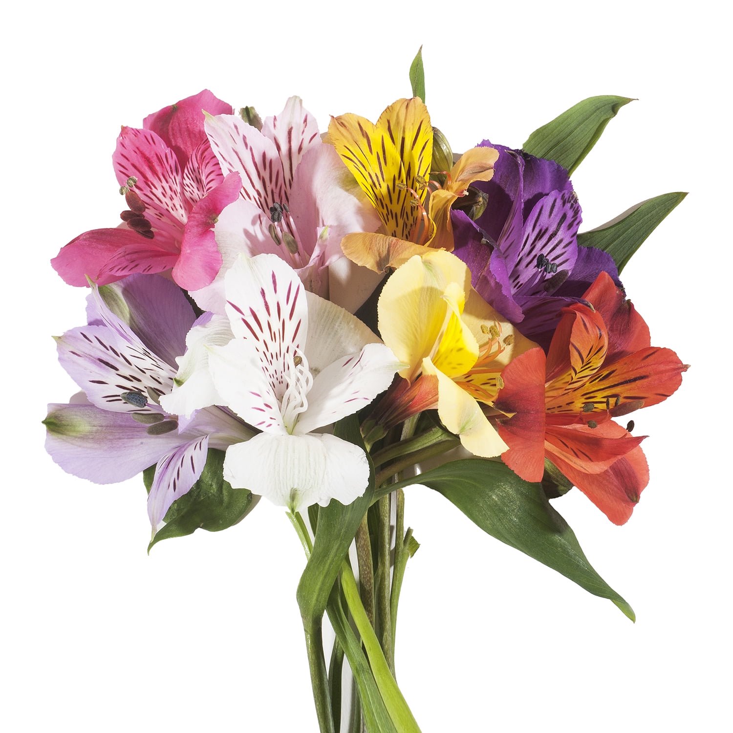 Bloomingmore Fresh Cut Flowers Assorted Color Alstroemeria - 90 Stems