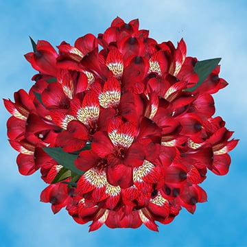 GlobalRose 120 Blooms of Red Select Alstroemerias 30 Stems - Peruvian Lily Fresh Flowers for Delivery