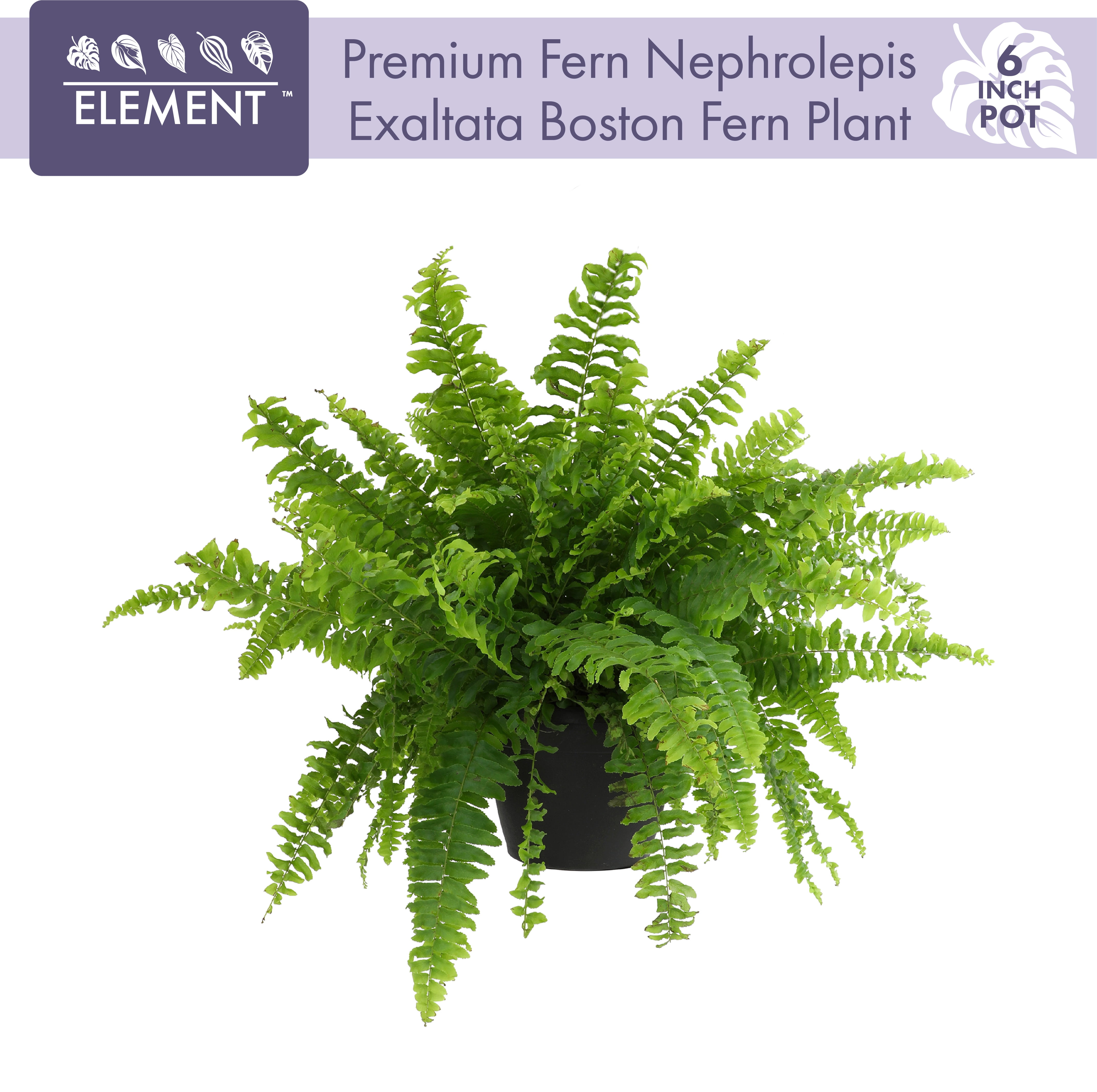 Element by Altman Plants 6in Boston Fern