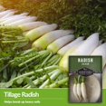 thumbnail image 5 of 3 Packs Daikon Radish Seeds - Non-GMO Heirloom Full Sun Biennial Vegetable, 5 of 6