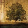thumbnail image 2 of Aged Tree I Poster Print by Patricia Pinto (24 x 24), 2 of 2