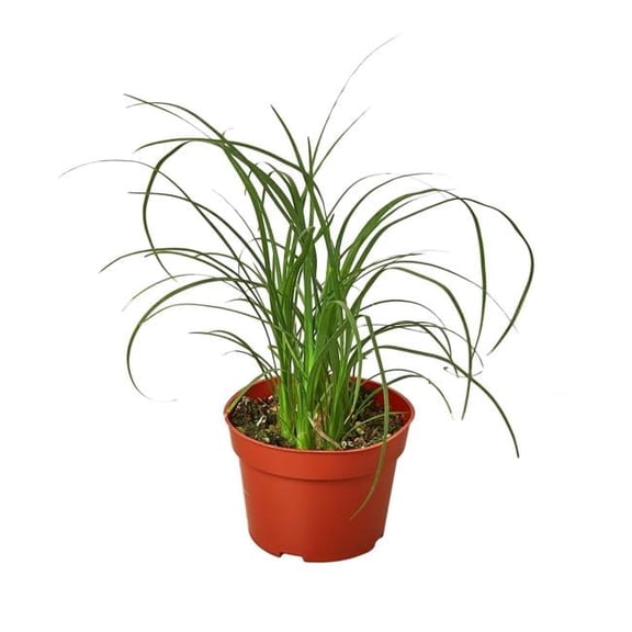 House Plant Dropship 4-PALM-PONYTAIL-NURSERY.POT 4 in. Palm Ponytail Nursery Pot