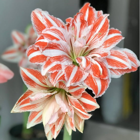 Easy to Grow Amaryllis Dancing Queen 1 Plant Bulb, Double Flower Indoor Holiday or Outdoor Spring Bloom