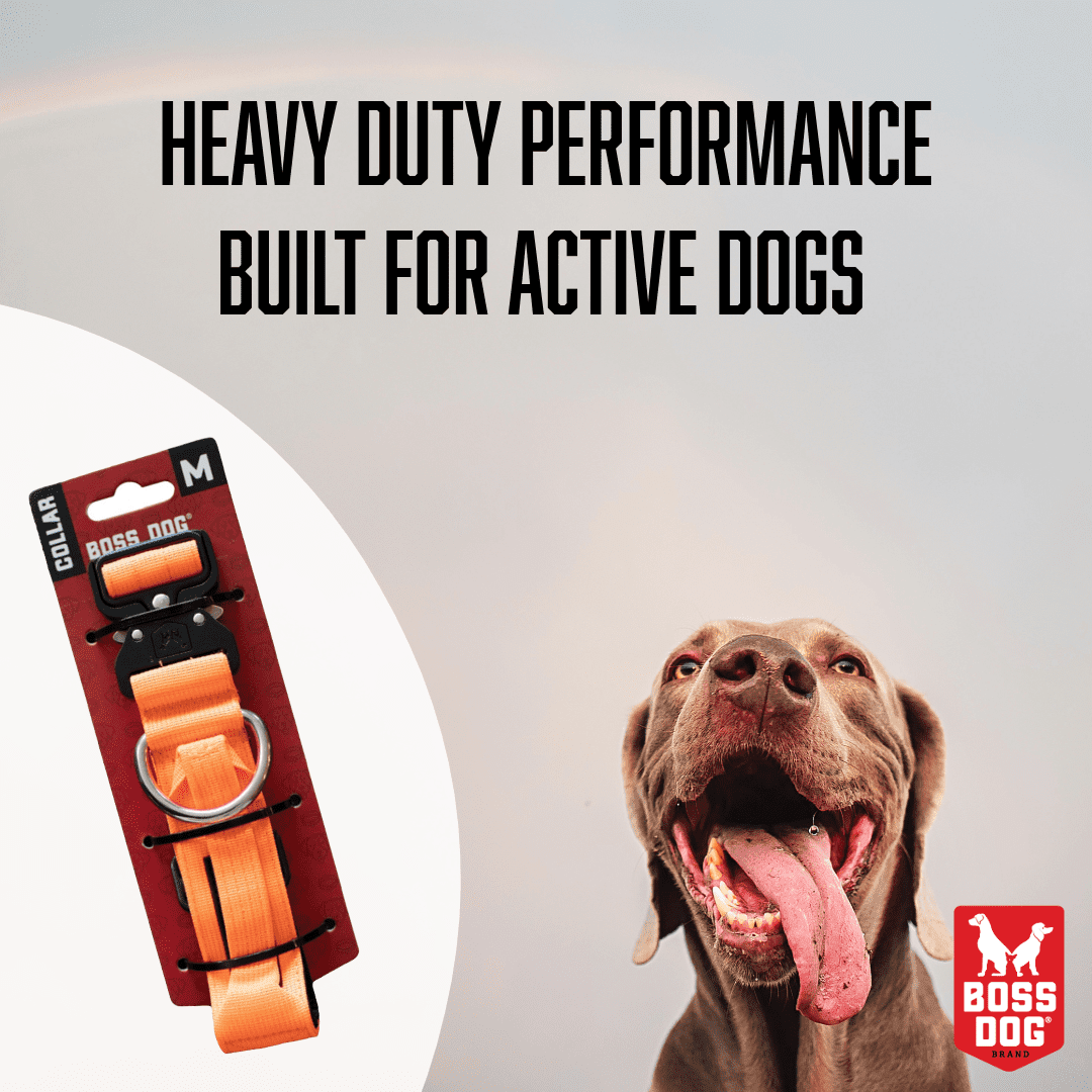 Boss Nation 850030579102 Tactical Adjustable Dog Collar, Hunter Orange - 15-18 in - Medium