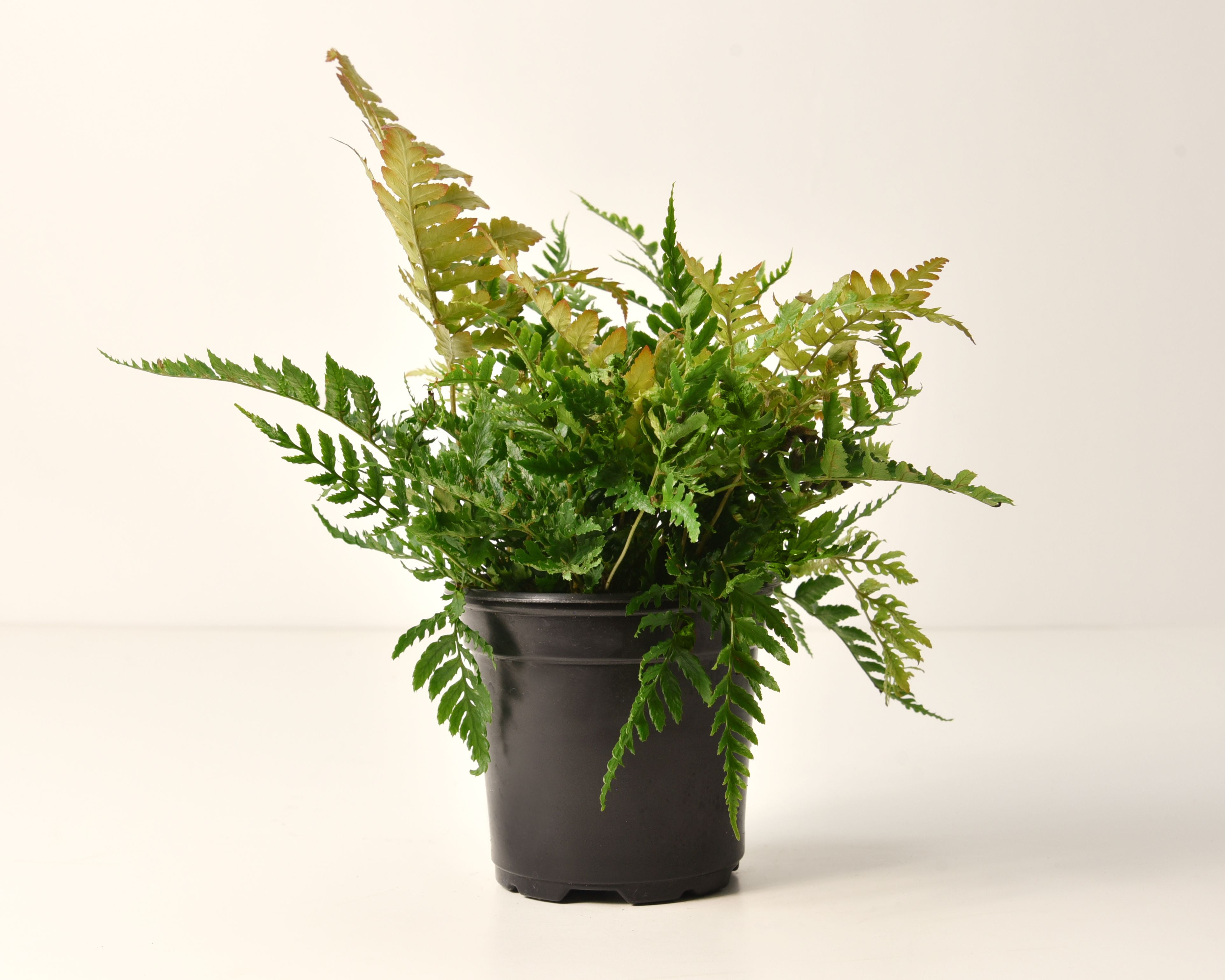 6 in. Autumn Live Fern with Partial Shade in Grower Container - 1 Piece