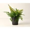 thumbnail image 4 of 6 in. Autumn Live Fern with Partial Shade in Grower Container - 1 Piece, 4 of 6