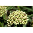 thumbnail image 4 of 20 Green SPIDER MILKWEED Asclepias Viridis White Purple Monarch Flower Seeds, 4 of 8