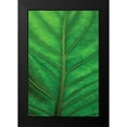 thumbnail image 2 of Berzel, Erin 17x24 Black Modern Framed Museum Art Print Titled - Leaf Detail V, 2 of 5