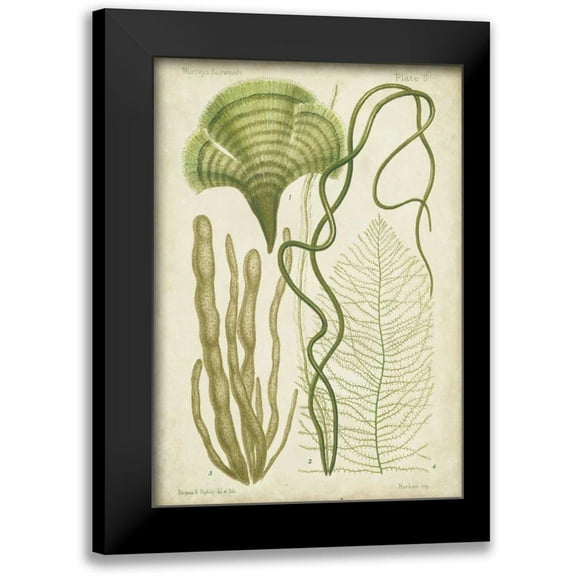 Vision Studio 11x14 Black Modern Framed Museum Art Print Titled - Seaweed Specimen in Green II