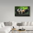 thumbnail image 3 of Trademark Fine Art 'Dairy Cows Behind Wire' Canvas Art by Brenda Petrella Photography Llc, 3 of 3