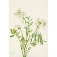 thumbnail image 3 of Mary Vaux Walcott 18x24 Black Modern Framed Museum Art Print Titled - Sweetvetch. Hedysarum Mackenzii (1925), 3 of 5