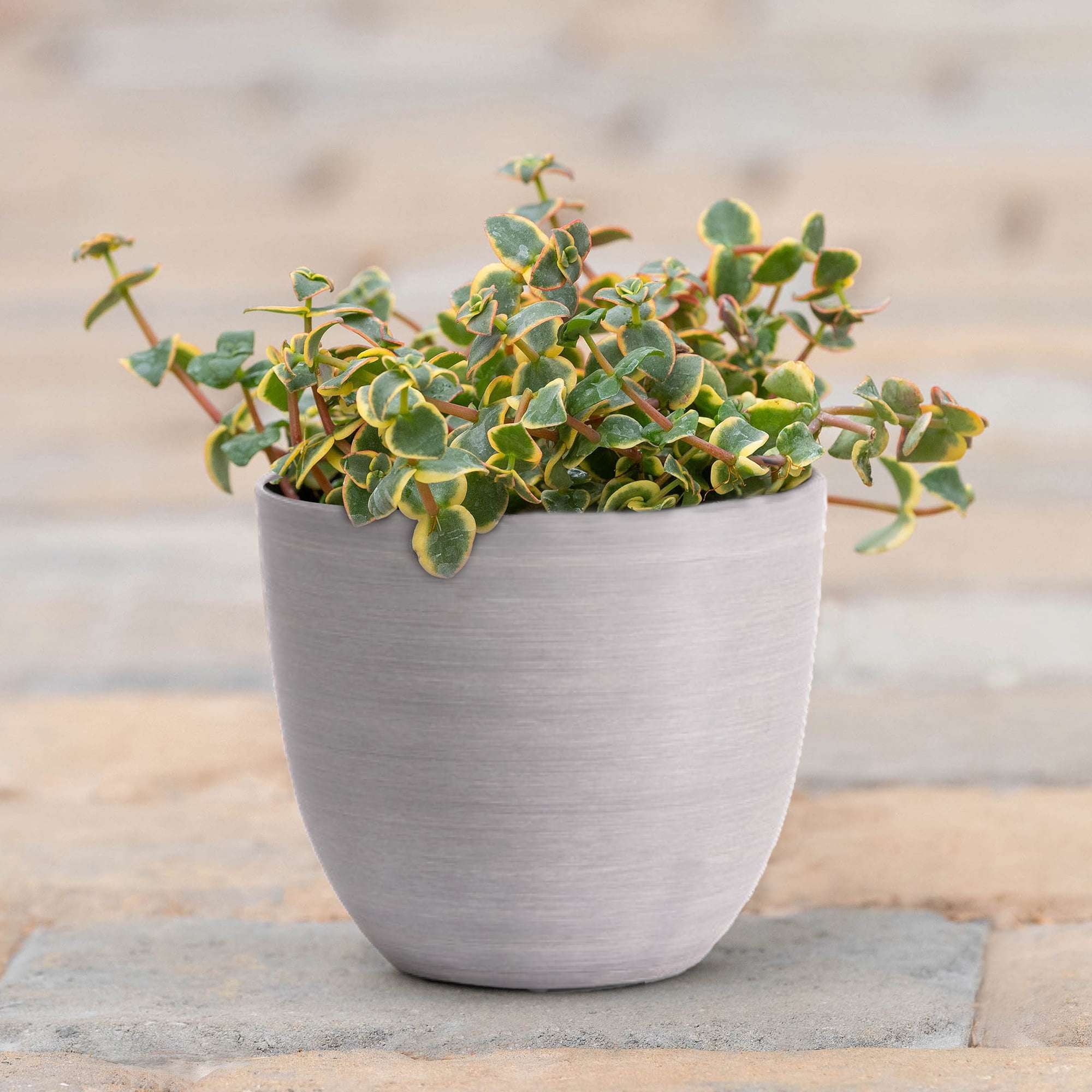 Root & Vessel Bola Round Planters, Brushed Gray, 7"