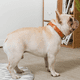 thumbnail image 5 of Correa de repuesto para collar de perro impermeable para mascotas para collar de choque y cerca Collar de perro inodoro fácil de limpiar MFZFUKR CPB-US-YY100-6, 5 of 5