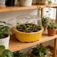 thumbnail image 5 of Kit de iniciación de semillas de 13 agujeros con cúpula de humedad | Ventilación ajustable y tapa transparente | Bandeja de propagación de plástico reutilizable para cultivo de plantas en interior y, 5 of 6