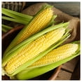 thumbnail image 2 of Everwilde Farms - 1 oz Kandy Korn F1 Hybrid Yellow Sweet Corn Seeds - Gold Vault Bulk Seed Packet, 2 of 3