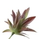 thumbnail image 4 of Plantas suculentas artificiales, hierba de loto, agave, plantas decorativas realistas n. degree 18, 4 of 9