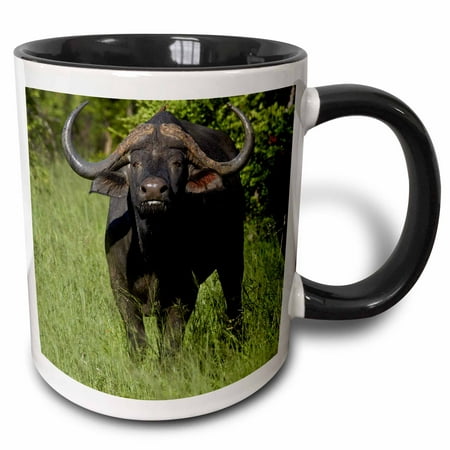 3dRose Cape buffalo, Syncerus caffer, Hwange NP, Zimbabwe, Africa - Two Tone Black Mug, (Best Cape Buffalo Hunting In Africa)