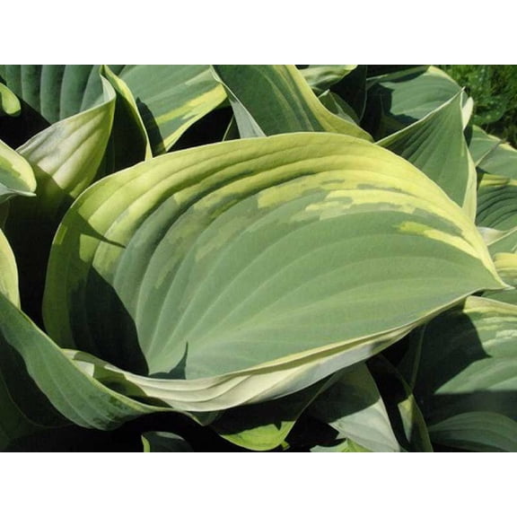 Regal Splendor Hosta - Shaped Gray-Green Leaves - Quart Pot
