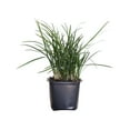 thumbnail image 2 of Expert Gardener Mondo Grass (54-Pack) Evergreen Groundcover in 3.25-Inch Grower Pots, 2 of 5
