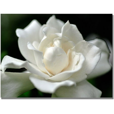Trademark Art  Lovely Gardenia  Canvas Art by Kurt Shaffer Trademark Art  Lovely Gardenia  Canvas Art by Kurt Shaffer: Artist: Kurt Shaffer Subject: Floral Style: Contemporary Product Type: Gallery-Wrapped Canvas Art