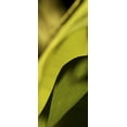 thumbnail image 2 of Ling, Tang 8x14 Gold Ornate Wood Framed with Double Matting Museum Art Print Titled - Leaf Detail I, 2 of 4