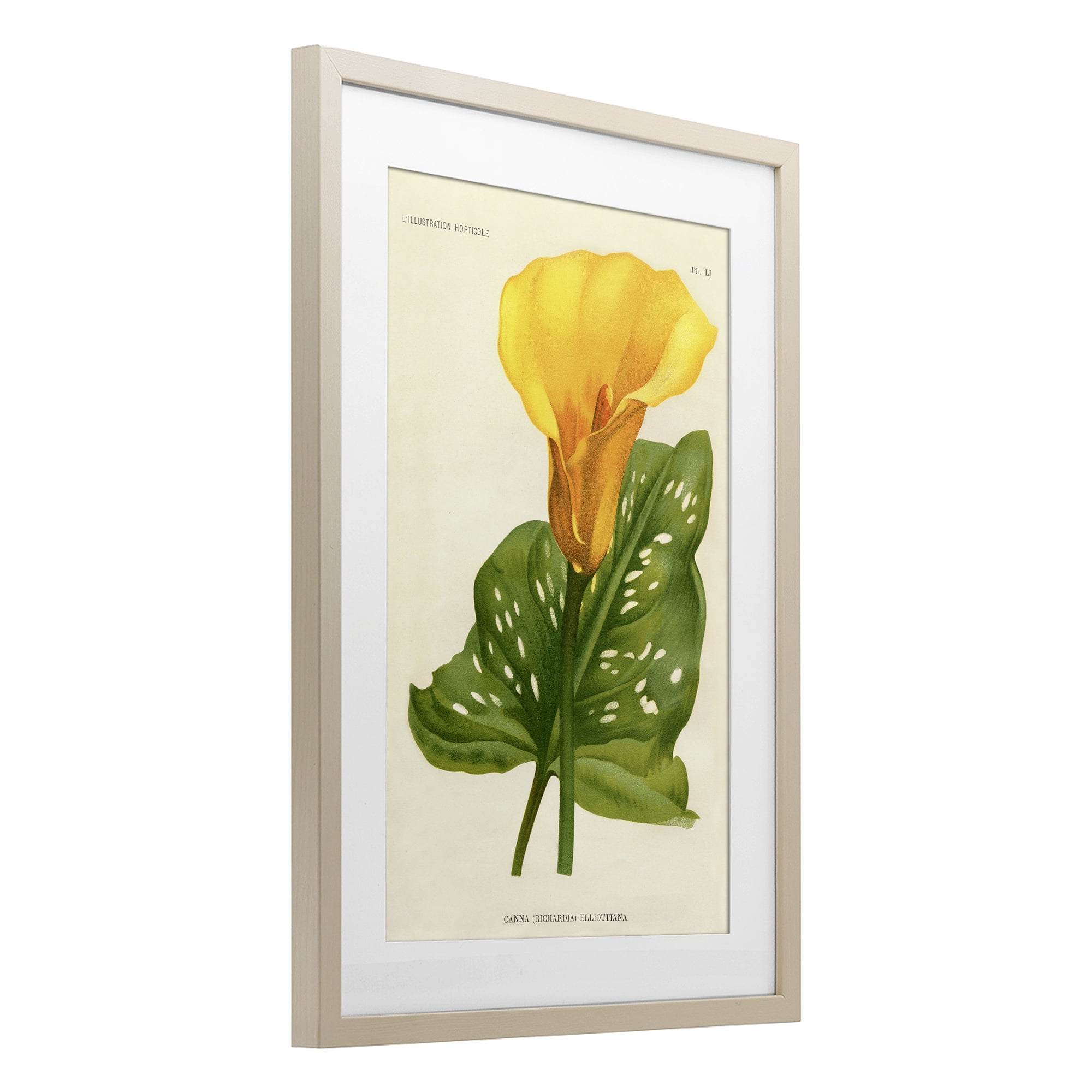 Stupell Industries Yellow Canna Lily Birch Framed Print Under Glass, design by Print Collection
