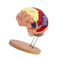 thumbnail image 4 of Modelo de cerebro humano ampliado 2x, modelo médico didáctico de 4 piezas con base, modelo cerebral anatómicamente preciso para psicología., 4 of 9