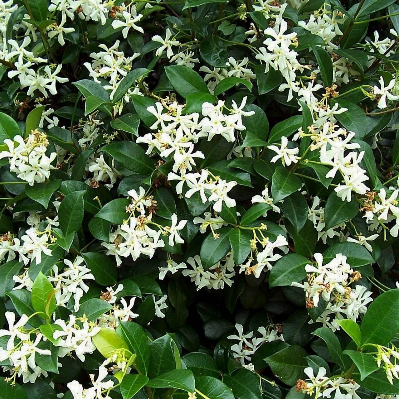 Star Jasmine&ndash;Fragrant Evergreen Vine  6" Pot
