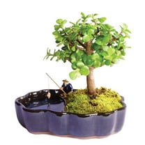 From You Flowers - Zen Jade Reflections Bonsai Plant for Birthday, Anniversary, Get Well, Congratulations, Thank You, All Occasions