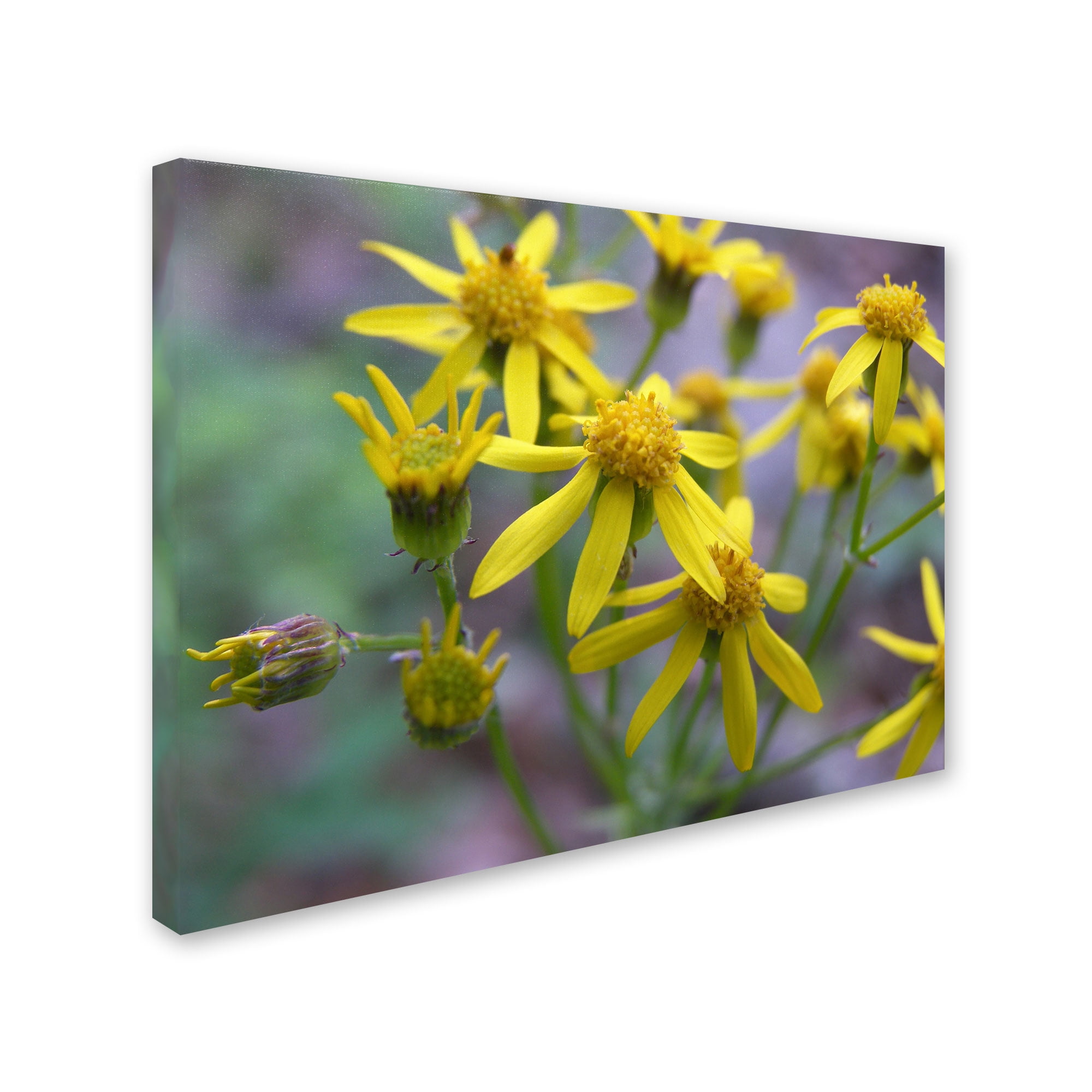 Trademark Fine Art "Intriguing Dynasty" Canvas Art by Monica Fleet