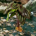 thumbnail image 3 of Plantas artificiales para reptiles, decoración de terrario para reptiles, accesorios para tanque de dragón barbudo, decoración de hábitat para anfibios., 3 of 8