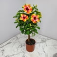 thumbnail image 2 of RedCrocus Hibiscus Braid Assorted- Vibrant Blooms, Pollinator Attractant, Garden & Container Plant, Hardy Shrub for Full Sun & Partial Shade 6" Pot, 2 of 20