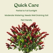 Tropical Plants of Florida 44 to 48 Braided Shrimp Tree; Red Flowers, Full Sunlight, Growers Pot