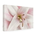 thumbnail image 4 of Trademark Fine Art 'Pink Lily' Canvas Art by Cora Niele, 4 of 4