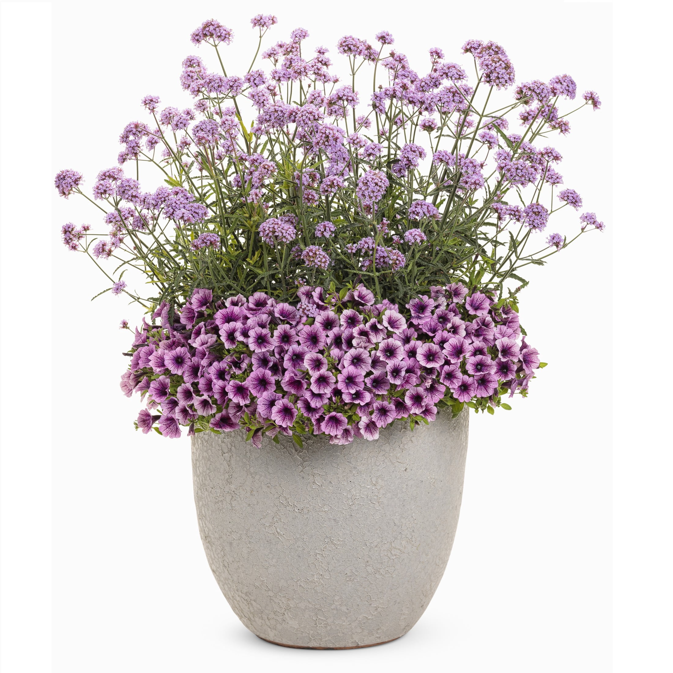 Proven Winners 8" Purple Meteor Shower Verbena Live Plant in 6.5" Pot