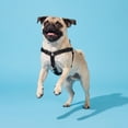 thumbnail image 3 of Vibrant Life Nylon Adjustable Step-In Dog Harness, Black, S, 3 of 10